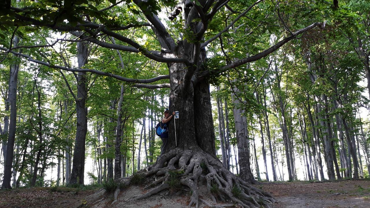 Pilis titkai, meditáció, szakrális túra, spirituális túra, jóga, Bükk
